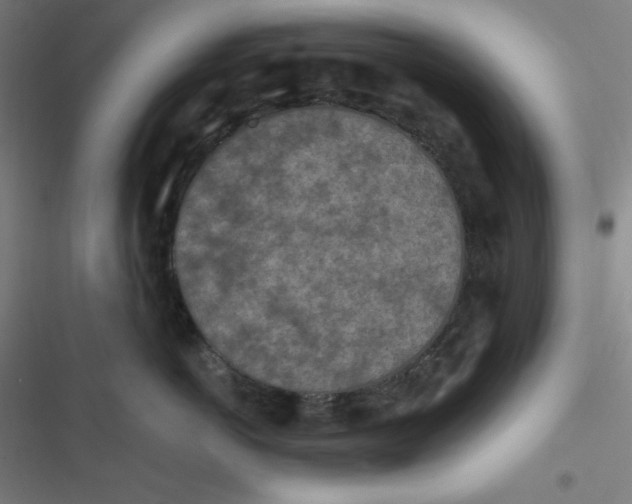 X0000116790766201001081313