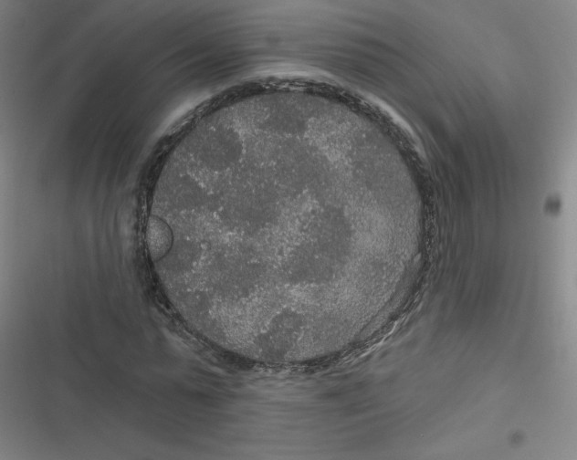 X0000116790775201001081313