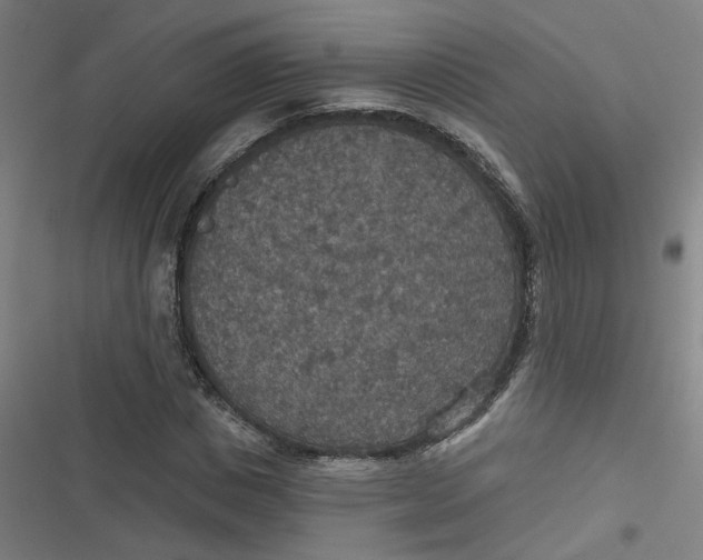 X0000116790825201001081311