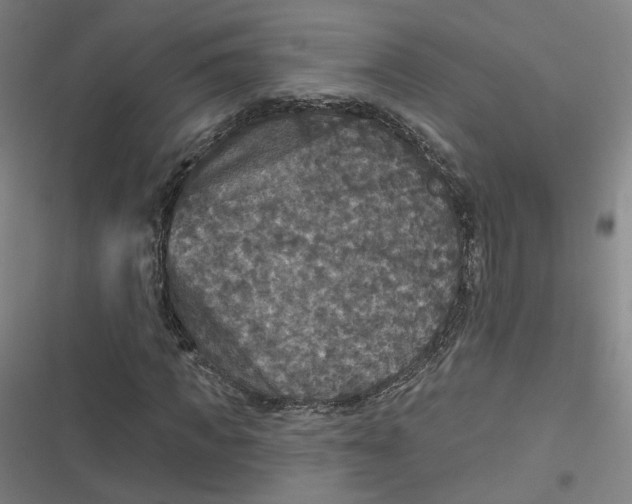 X0000116790917201001081310