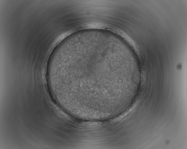 X0000116790930201001081310