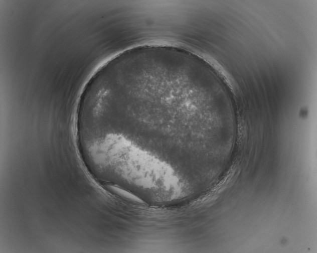 X0000116790935201001081310