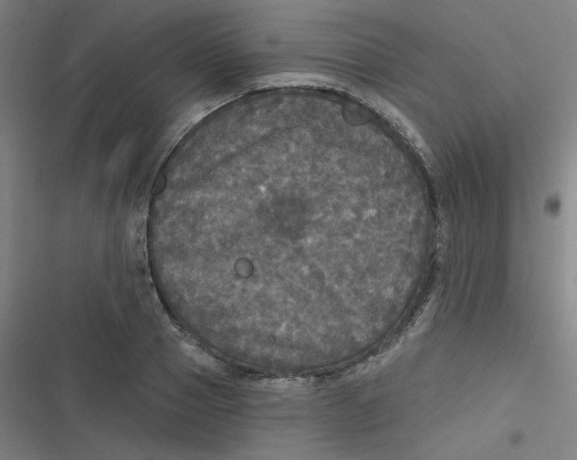 X0000116790937201001081310