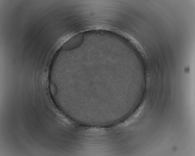 X0000116790977201001081310