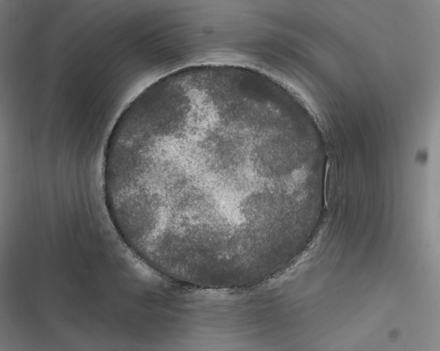 X0000116790990201001081310