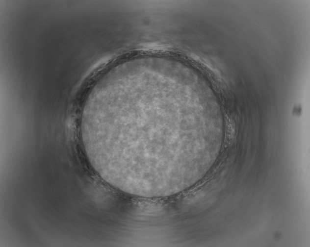 X0000116791254201001081306