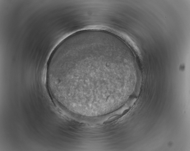 X0000116791276201001081306