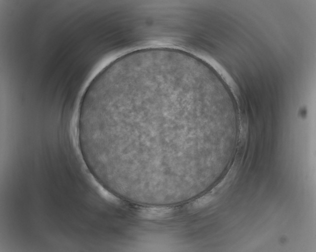 X0000116791294201001081305