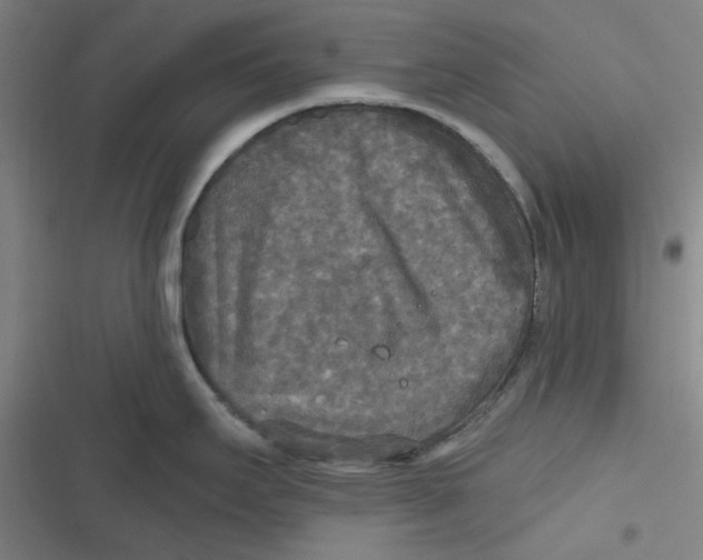 X0000116791295201001081305