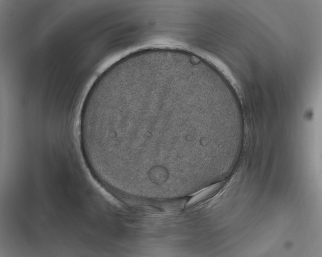 X0000116791335201001081305