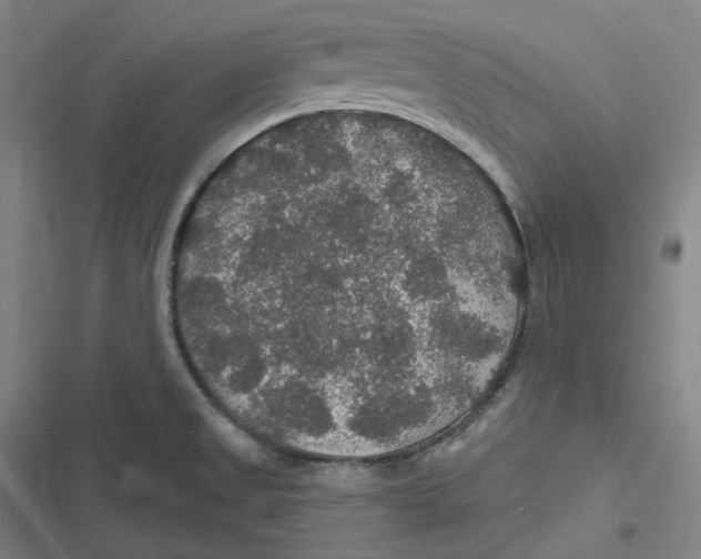 X0000116791525201001081303