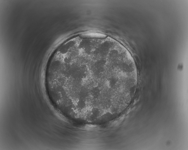 X0000116790055201001151110