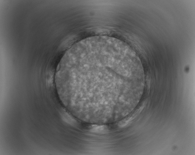 X0000116790185201001151109