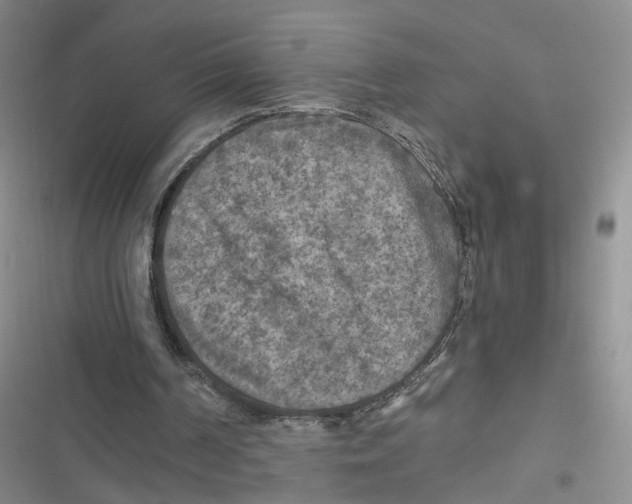 X0000116790194201001151109