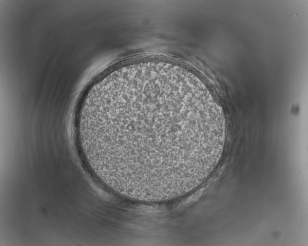 X0000116790245201001151107