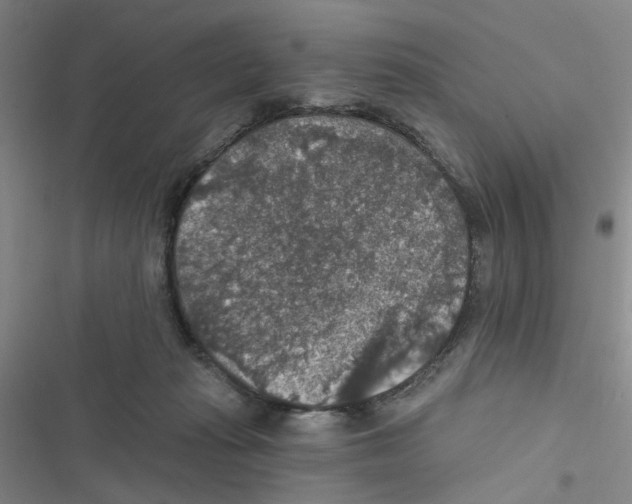 X0000116790269201001151108