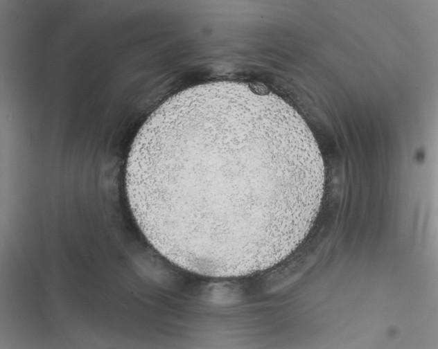 X0000116790275201001151108