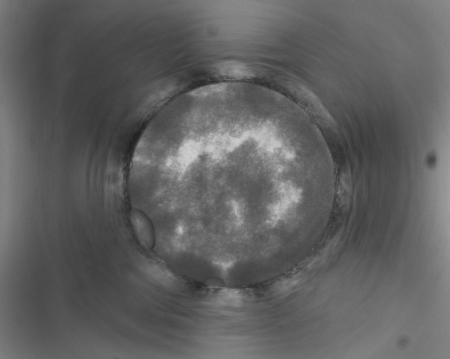 X0000116790330201001151107