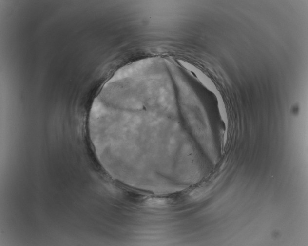 X0000116790332201001151107