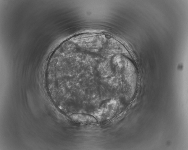X0000116790337201001151106