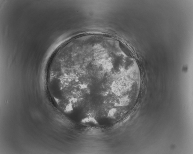 X0000116790343201001151106