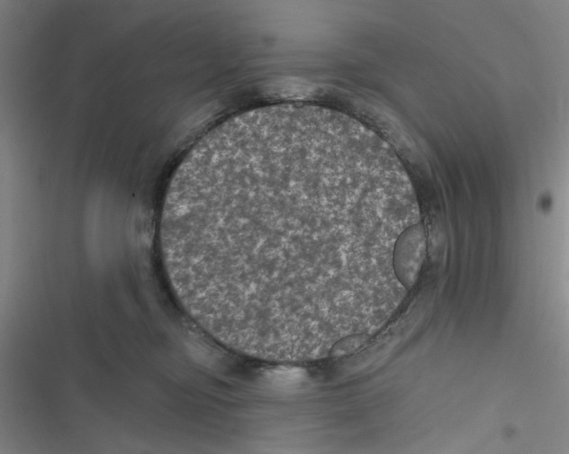 X0000116790374201001151106