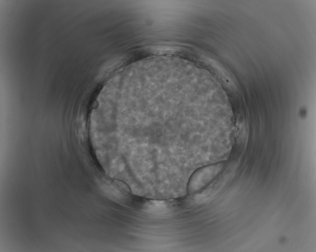 X0000116790381201001151107