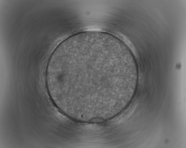 X0000116790385201001151106
