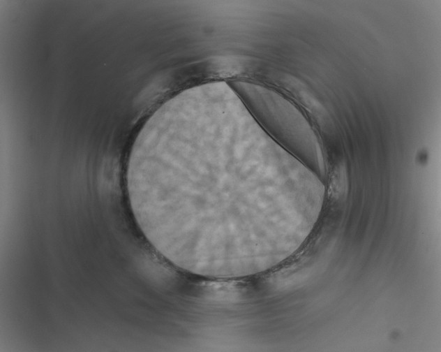 X0000116790524201001151104