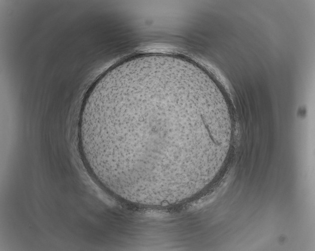 X0000116790529201001151103