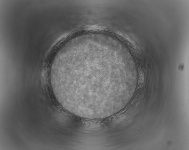 X0000116791254201001151054