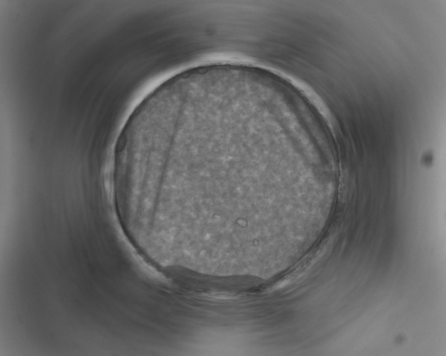 X0000116791295201001151054