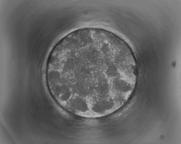 X0000116791525201001151051