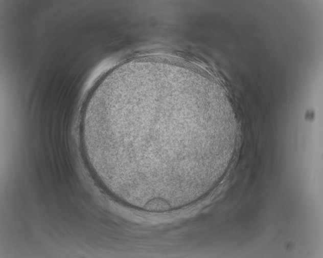 X0000116790006201001291529