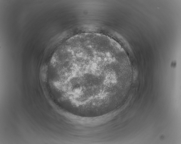 X0000116790026201001291528