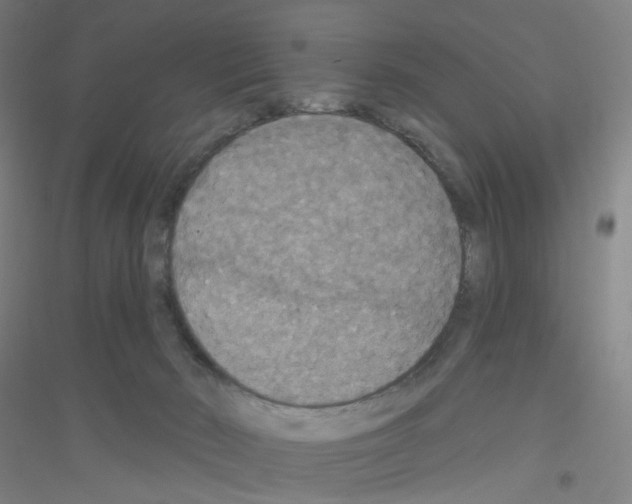 X0000116790030201001291528