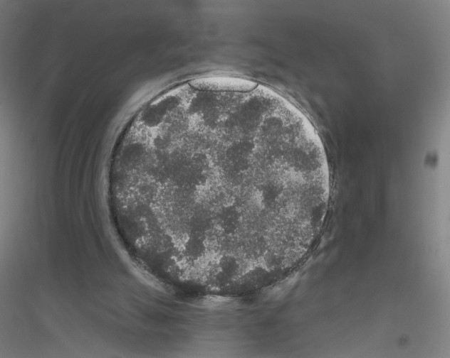X0000116790055201001291527