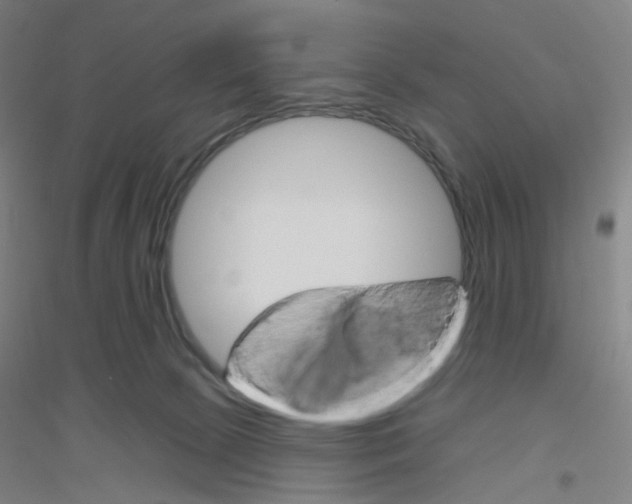 X0000116790081201001291528