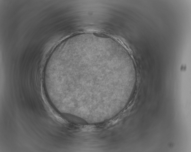 X0000116790097201001291527