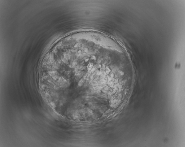 X0000116790145201001291526