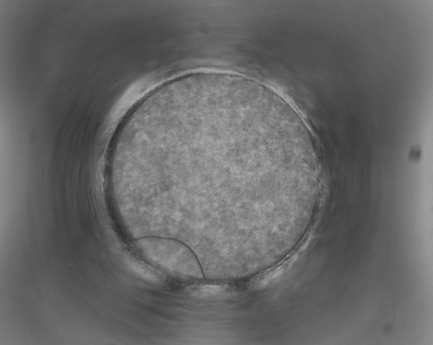X0000116790151201001291526
