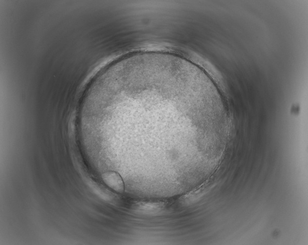 X0000116790155201001291526