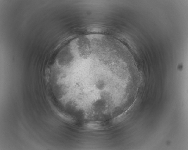 X0000116790171201001291526