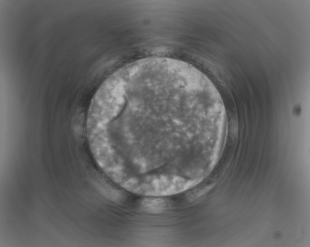 X0000116790181201001291527