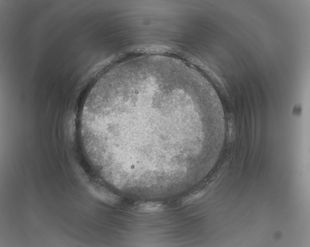 X0000116790206201001291526