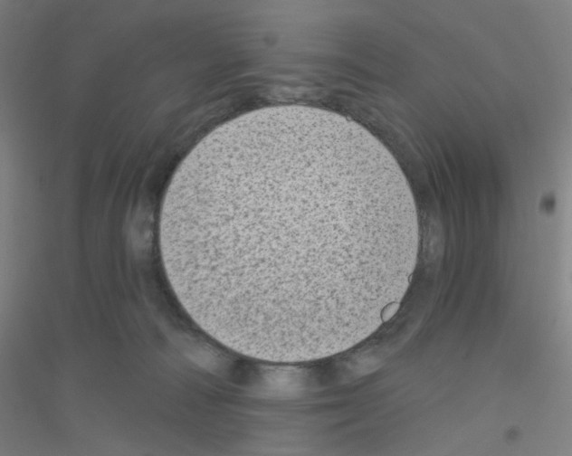 X0000116790226201001291526
