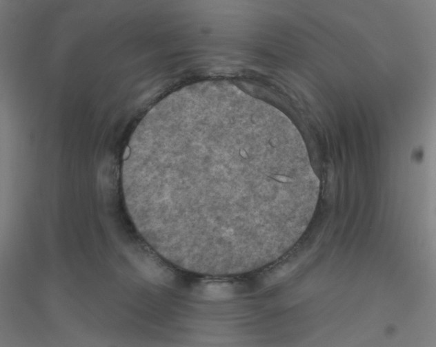 X0000116790228201001291526