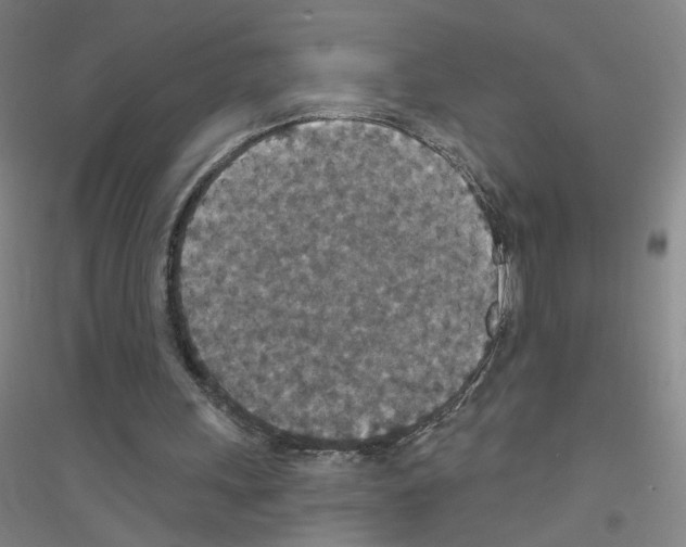 X0000116790243201001291525