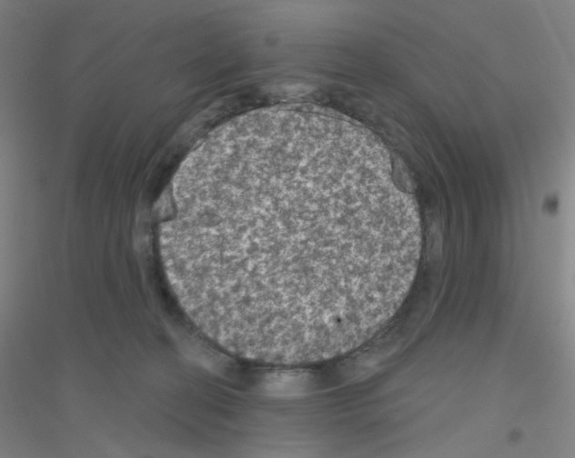 X0000116790274201001291525