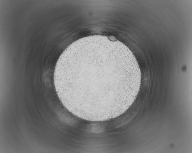 X0000116790275201001291525